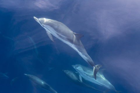 Gestreifte Delfine, Stenella coeruleoalba, lizenzfreies Stockfoto