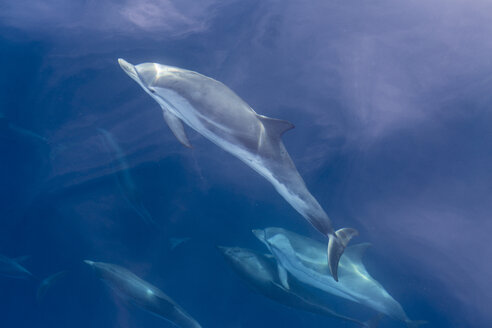 Striped dolphins, Stenella coeruleoalba - KBF000342