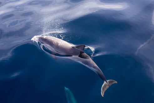 Striped dolphin, Stenella coeruleoalba - KBF000343