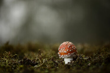 Fly agaric - MJOF001108