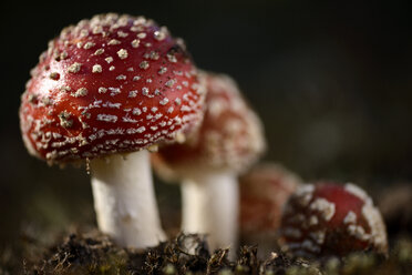 Fly agarics - MJOF001110