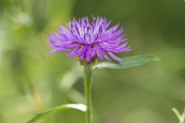 Germany, Baden-Wurttemberg, Kaiserstuhl, Brown knapweed, Centaurea jacea - ZCF000335