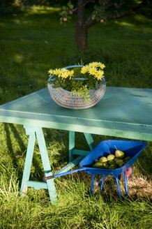 Weidenkorb mit Chrysanthemen auf Tisch und Schubkarre mit Birnen in einem Garten - GISF000172