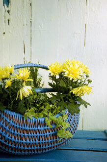 Weidenkorb mit gelber Chrysantheme - GISF000173