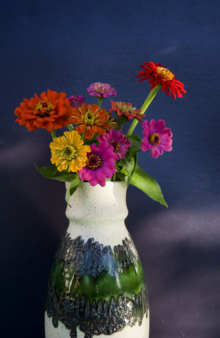 Blumenvase mit gewöhnlicher Zinnie vor dunkelblauer Wand, lizenzfreies Stockfoto