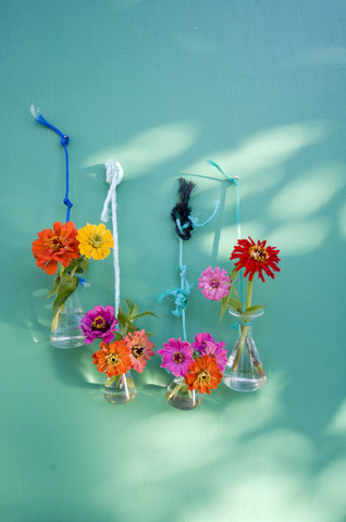 Laborgläser mit Zinnien, die mit Schnüren an der Wand hängen, lizenzfreies Stockfoto