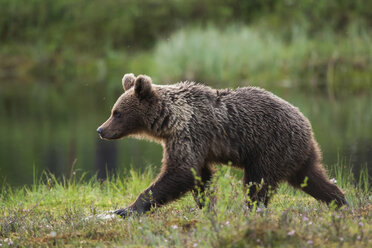 Finnland, Kuhmo, Braunbär - ZC000338