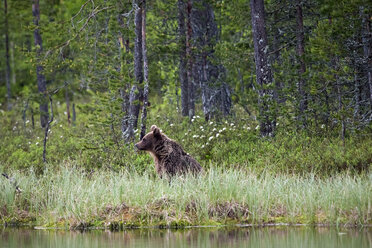 Finnland, Kuhmo, Braunbär - ZC000340