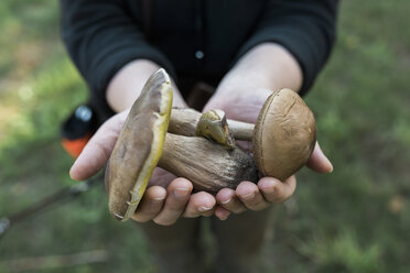 Woman's hands holding birch bolete and king bolete - ASCF000395