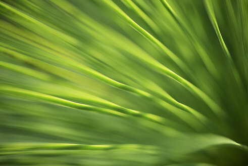 Grass tree, close-up - GUFF000145
