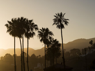 USA, Los Angeles, silhouettes of palms at evening twilight - SBDF002308