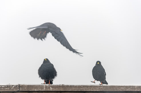 Drei Alpenkrähen im dichten Nebel - FRF000350