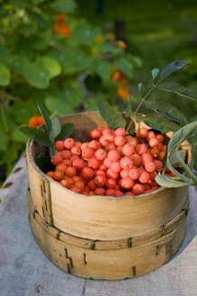 Vogelbeeren im Korb - GISF000177