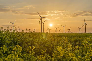 Windpark und Rapsfeld bei Sonnenuntergang - PVCF000710