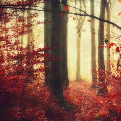 Herbstwald, lizenzfreies Stockfoto