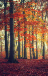 Autumn forest - DWIF000624
