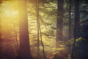 Deciduous forest and morning sun in autumn - DWIF000625