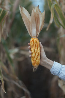 Woman holding corn cob, cornfield - JPF000063