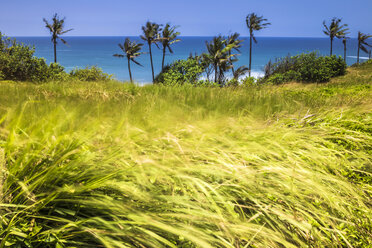 Indonesia, Bali, coast, grasses and palms - KNTF000124