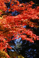 Maple, autumn leaves - JTF000705