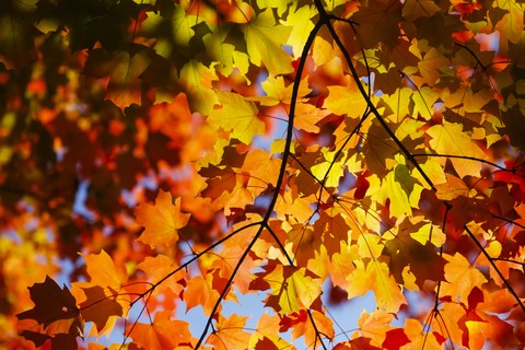 Maple, autumn leaves stock photo