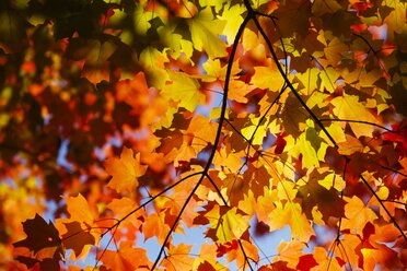 Maple, autumn leaves - JTF000707