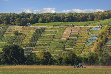 Germany, Bavaria, Karlstadt, Grainberg and Kalbenstein with vineyards - SIEF006794