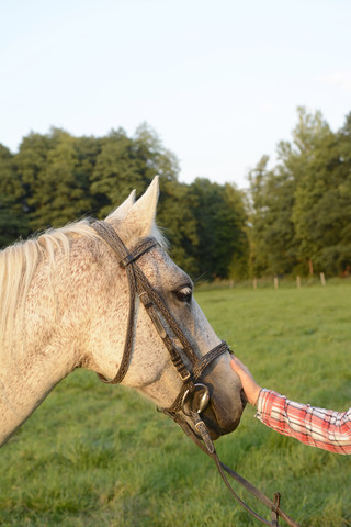 Hand streichelt den Kopf des Pferdes, lizenzfreies Stockfoto