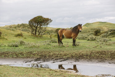 Netherlands, Bergen aan Zee, Horse standing in dunes - MADF000583