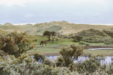 Netherlands, Bergen aan Zee, Horse grazing in dunes - MADF000584