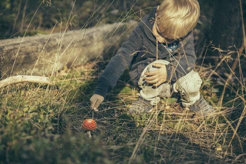 Kleiner Junge stochert in einem Fliegenpilz, Amanita muscaria - MFF002404