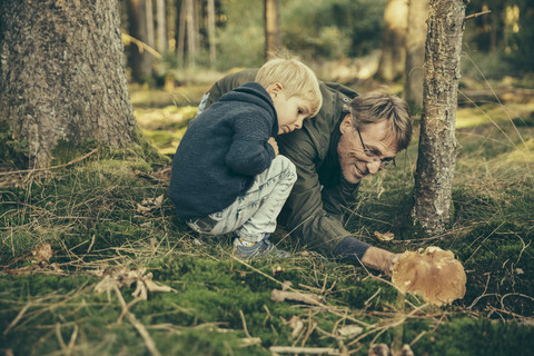 Älterer Mann sammelt Steinpilze mit kleinem Jungen, lizenzfreies Stockfoto