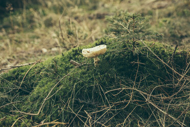 Amanita phalloides, Totenkopfpilz auf Waldboden - MFF002408