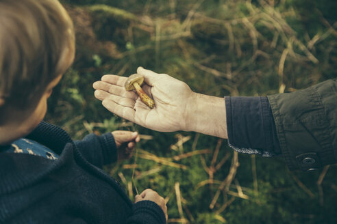 Älterer Mann zeigt einem Jungen Steinpilz (Boletus submentosus) - MFF002410