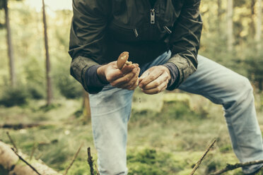 Mature man showing bay bolete mushroom, boletus badius - MFF002416