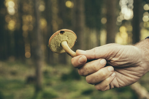 Älterer Mann mit Steinpilz (Boletus badius) - MFF002418