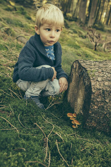 Kleiner Junge hockt im Wald und schaut sich Honigpilze an - MFF002422