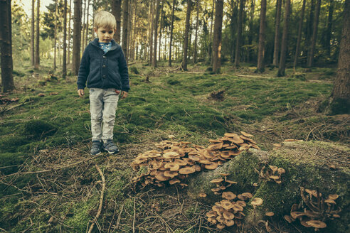 Kleiner Junge steht im Wald und schaut sich Honigpilze an - MFF002423