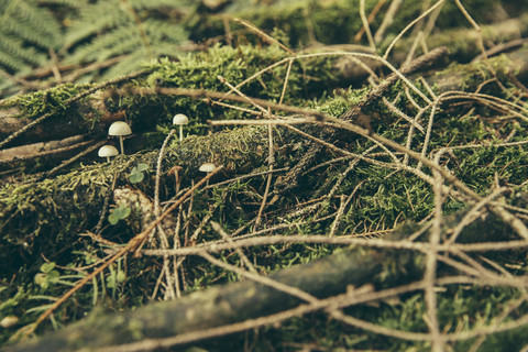 Winzige, ungenießbare Pilze, die zwischen Zweigen und Moos in Nadelwäldern wachsen, lizenzfreies Stockfoto