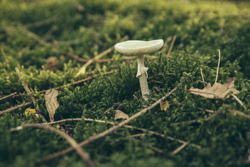 Amanita phalloides, Totenkopfpilz auf Waldboden - MFF002435