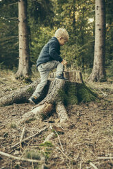 Little boy climbing on stump of spruce tree - MFF002436