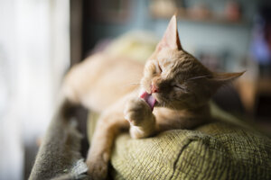 Cat licking it's paw on the top of a couch - RAEF000560