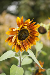 Sonnenblume, Helianthus annuus - MYF001170