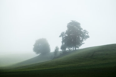 Germany, trees at rolling landscape in fog - HAMF000064