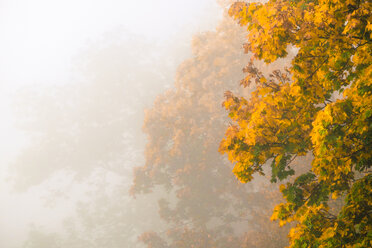 Deutschland, Herbstfarben der Bäume im Nebel - HAMF000072