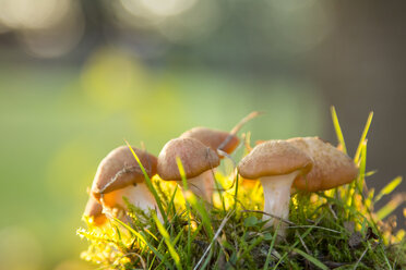Mushrooms on a meadow, close-up - SARF002236