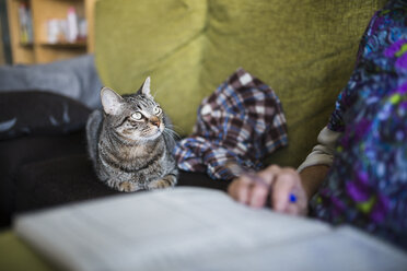 Getigerte Katze auf der Couch liegend, die zu ihrem Besitzer schaut - RAEF000564