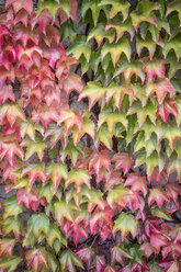 Herbstblätter des Virginia Creeper - ASCF000398