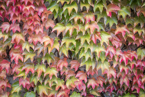 Autumn leaves of Virginia creeper stock photo
