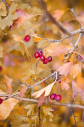 Whitethorn with red berries and autumn leaves - CZF000226